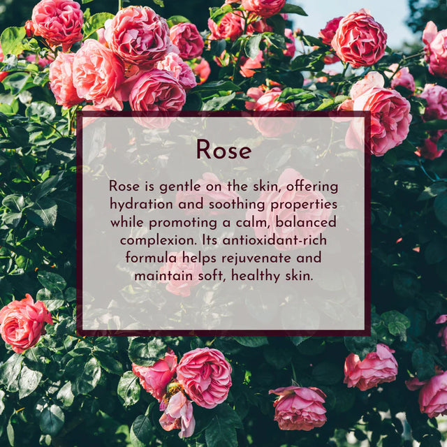 Pasture & Petal - Rose Reverie (for sensitive/all skin types)